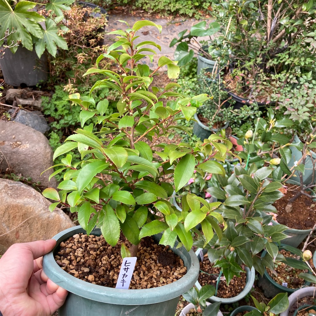 f:id:rotling:20210227101230j:image