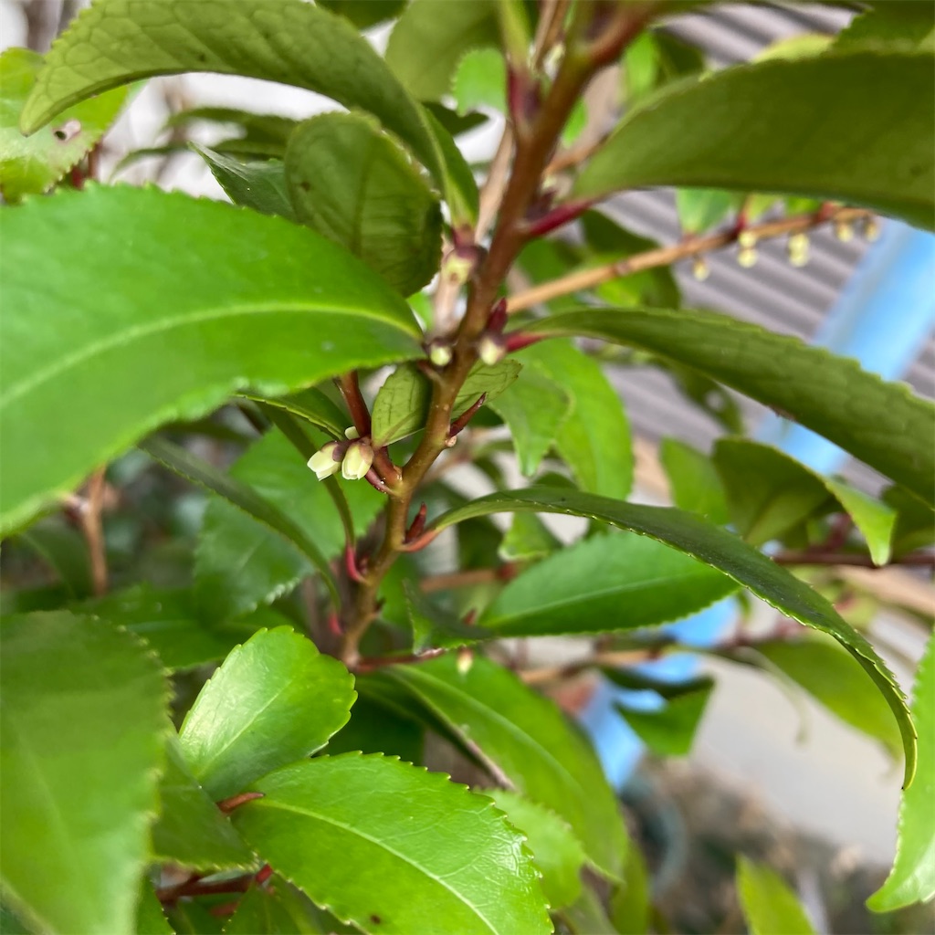 f:id:rotling:20210227101237j:image