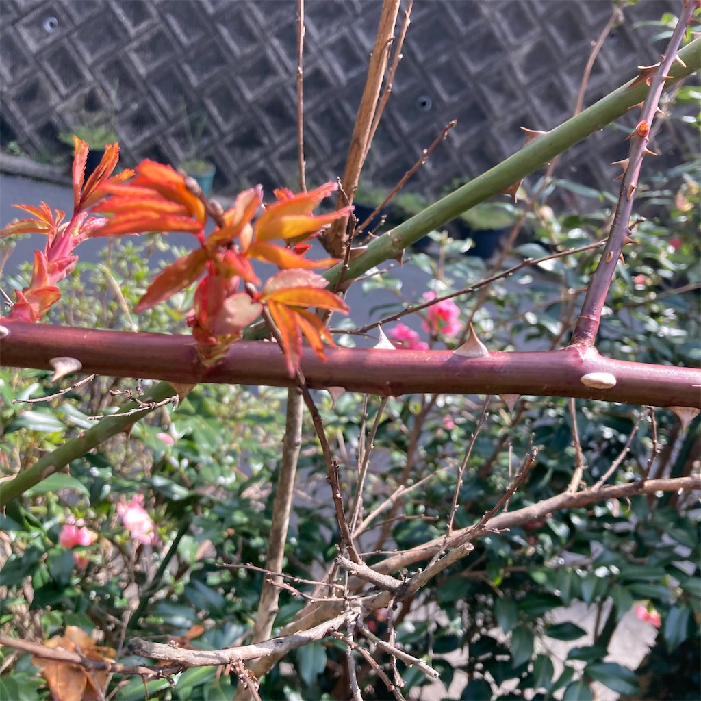 f:id:rotling:20210303141847j:image