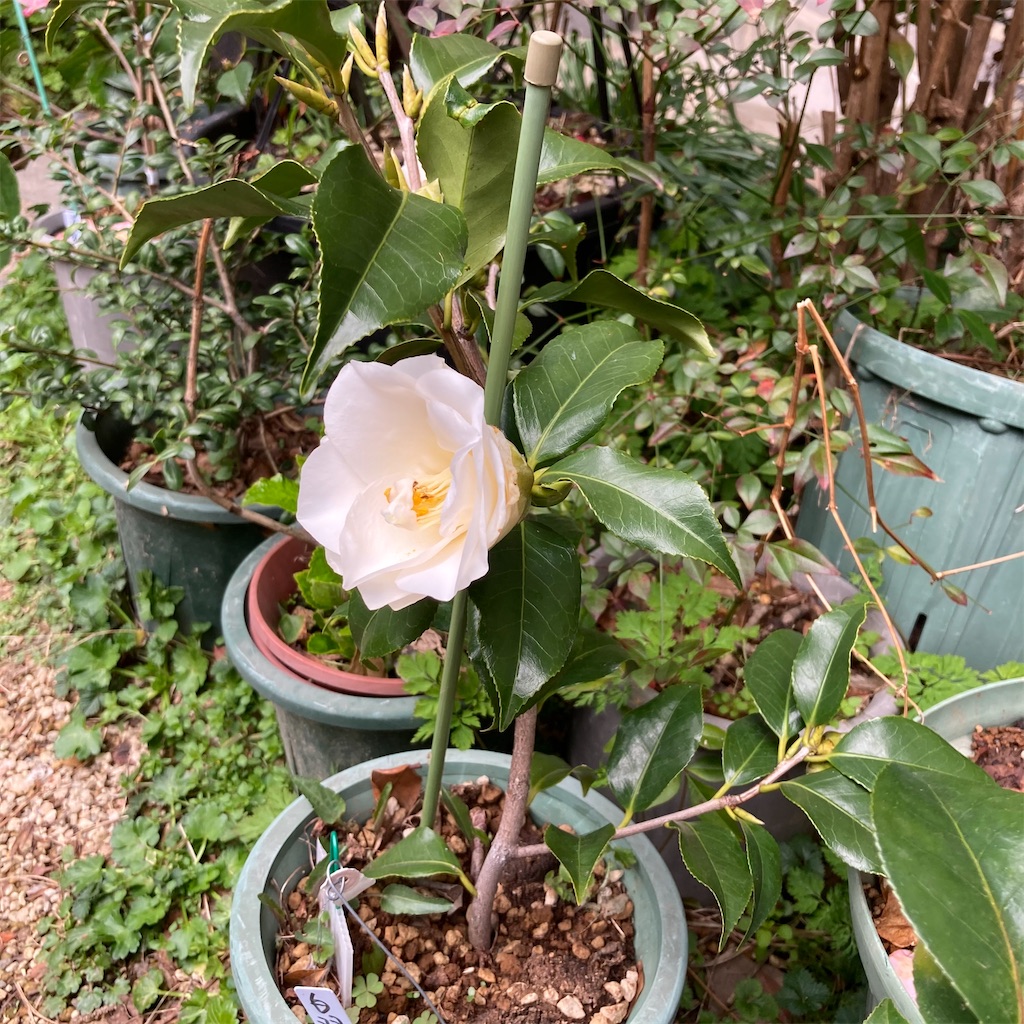 f:id:rotling:20210304154337j:image