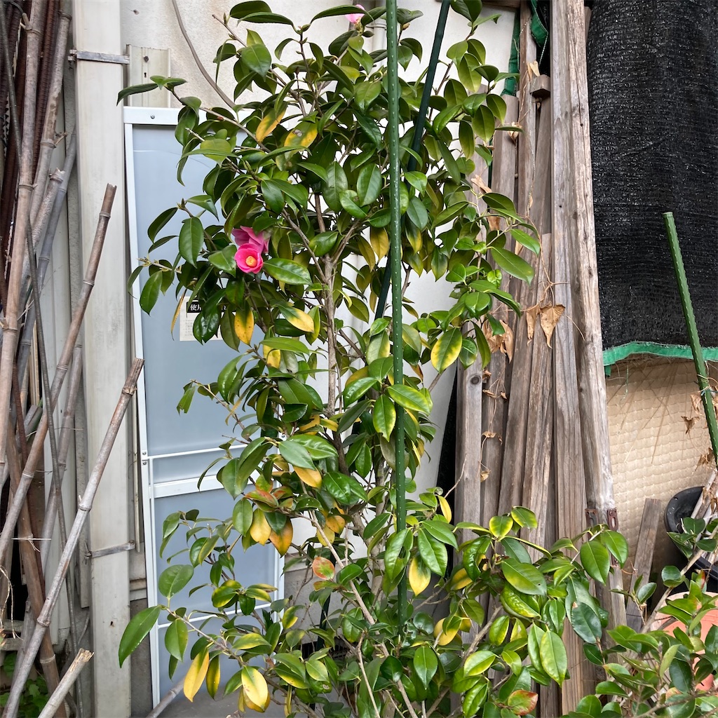 f:id:rotling:20210306081851j:image