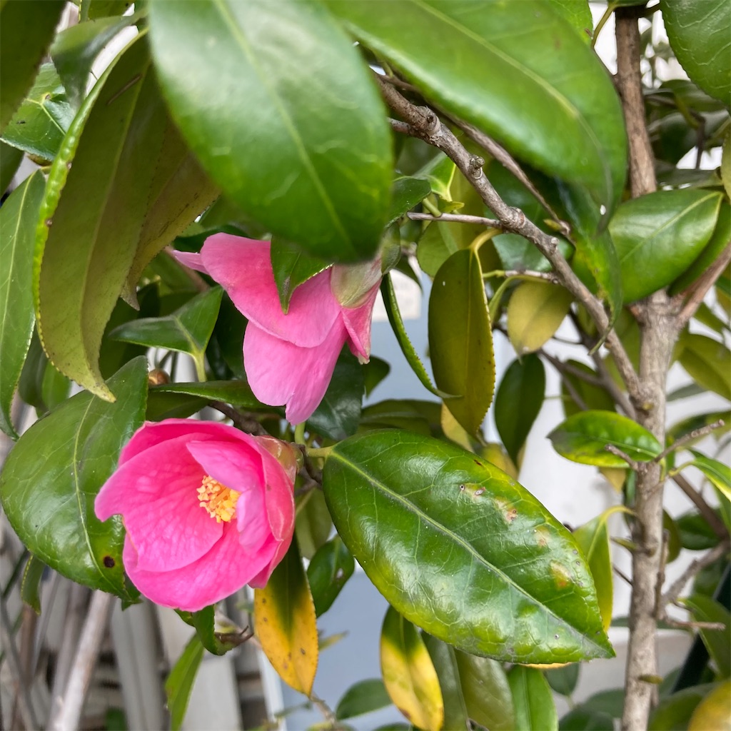 f:id:rotling:20210306081856j:image