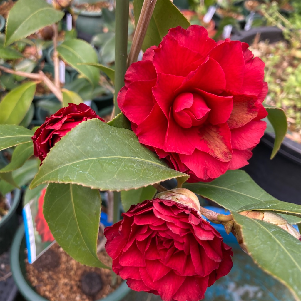 f:id:rotling:20210307203412j:image