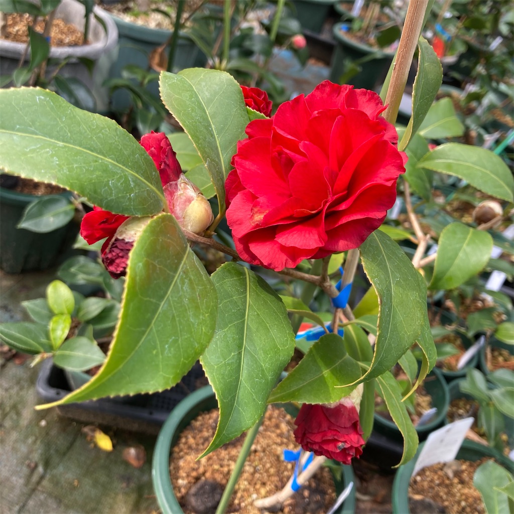 f:id:rotling:20210307203417j:image