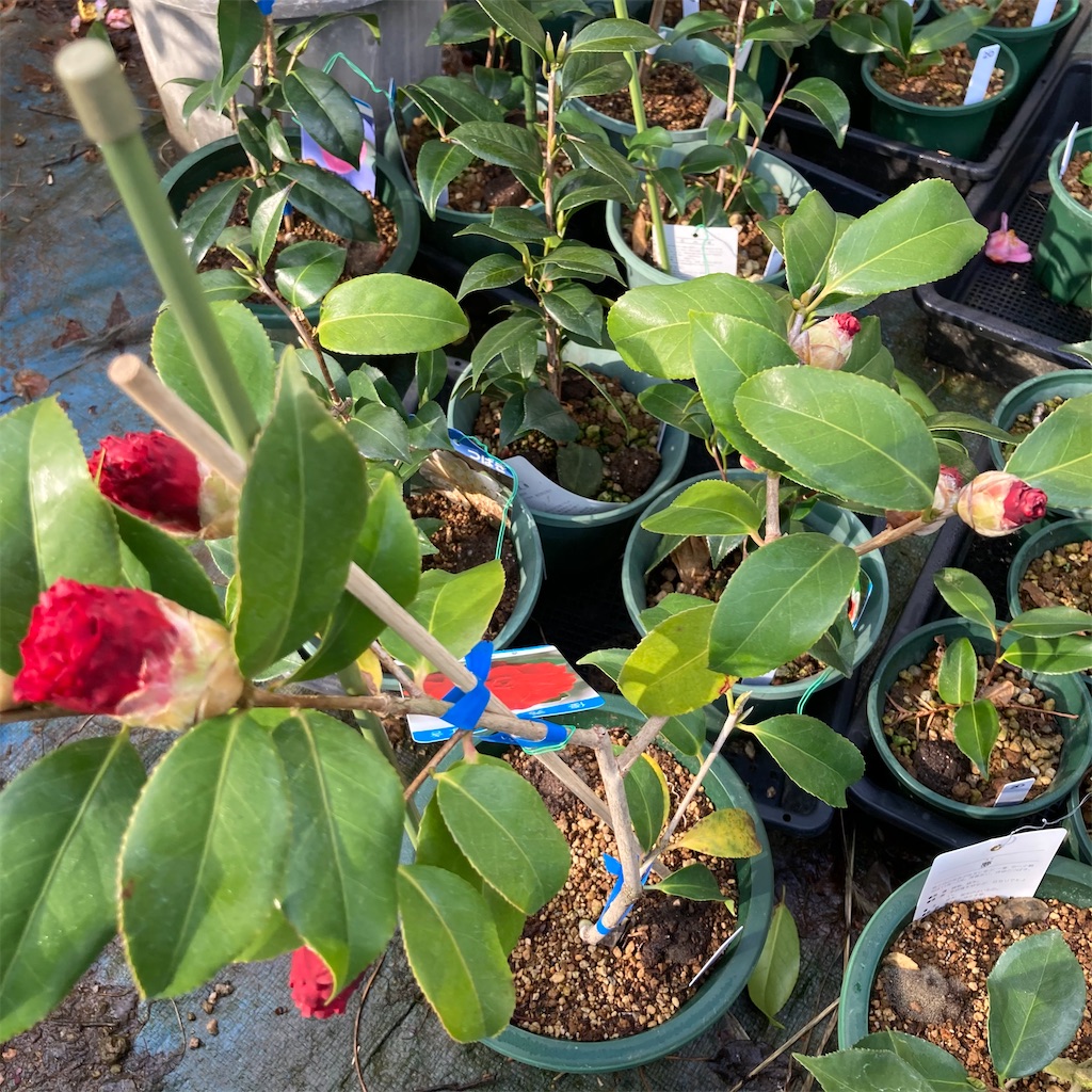 f:id:rotling:20210307203530j:image