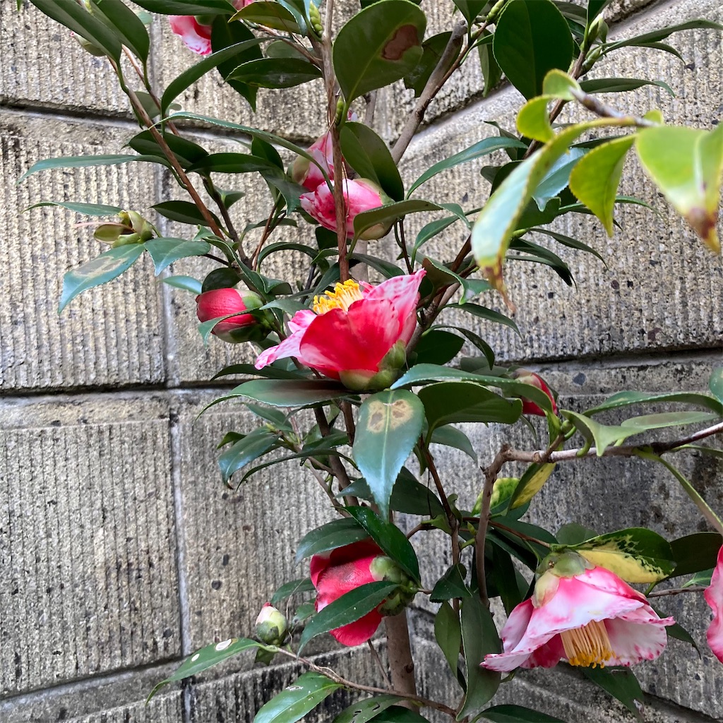 f:id:rotling:20210311103124j:image