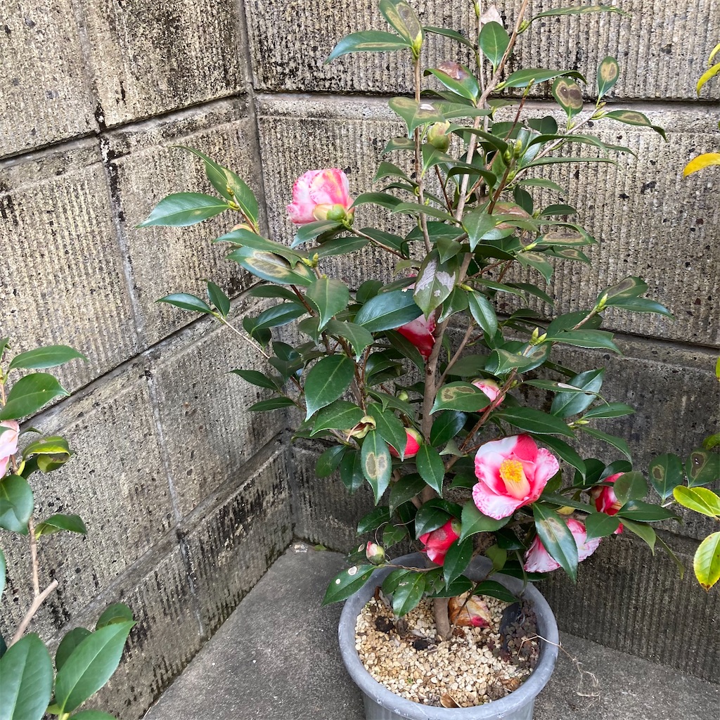 f:id:rotling:20210311103128j:image