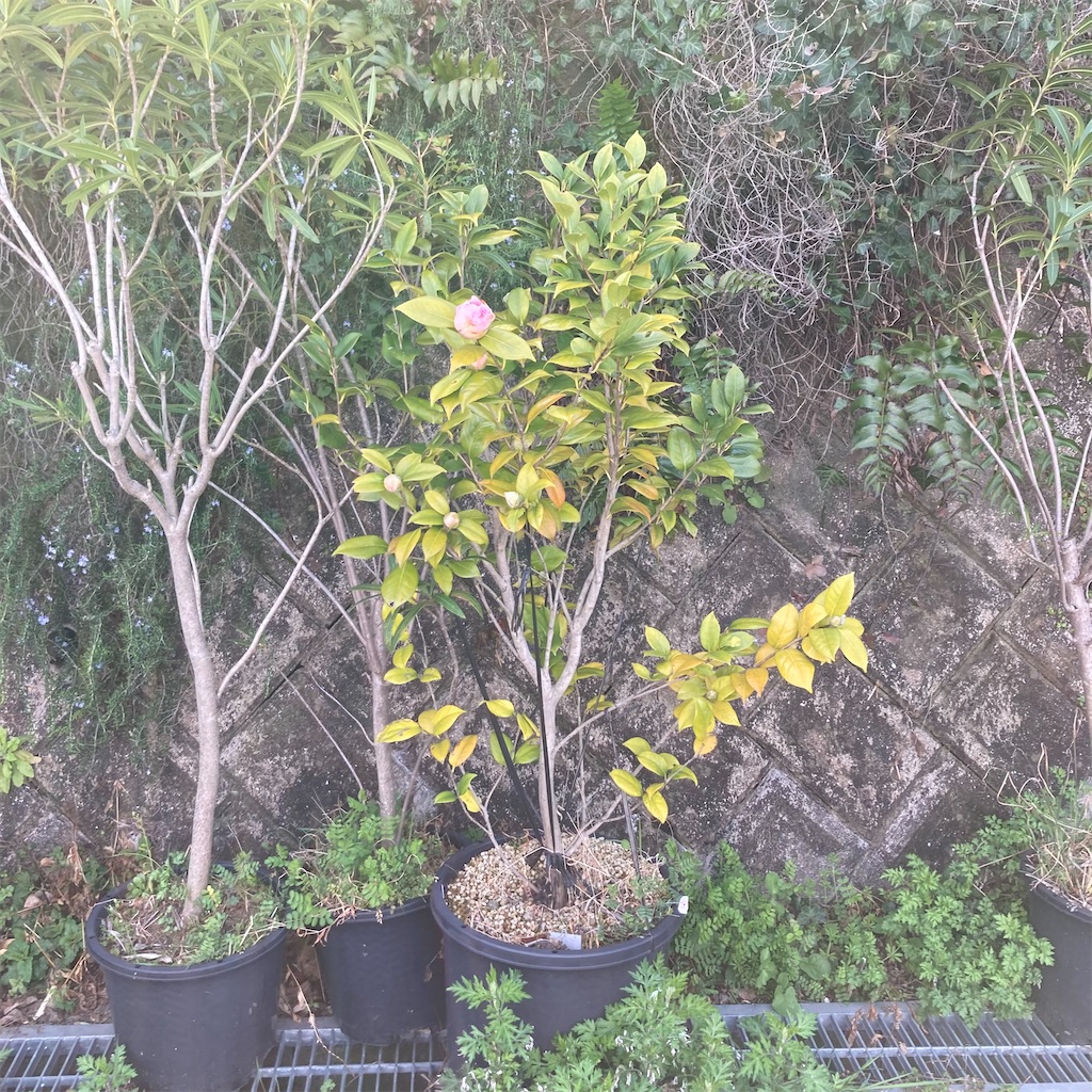 f:id:rotling:20210311113054j:image