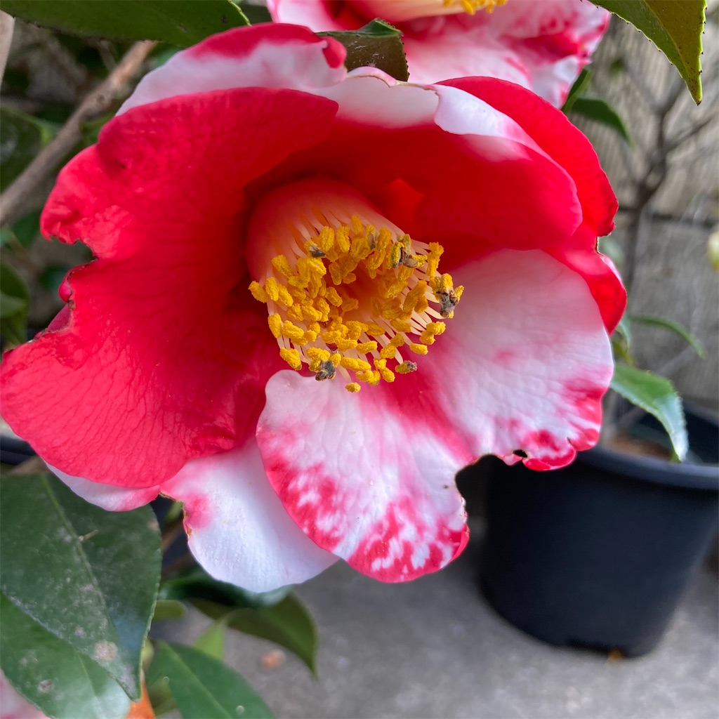 f:id:rotling:20210315082930j:image