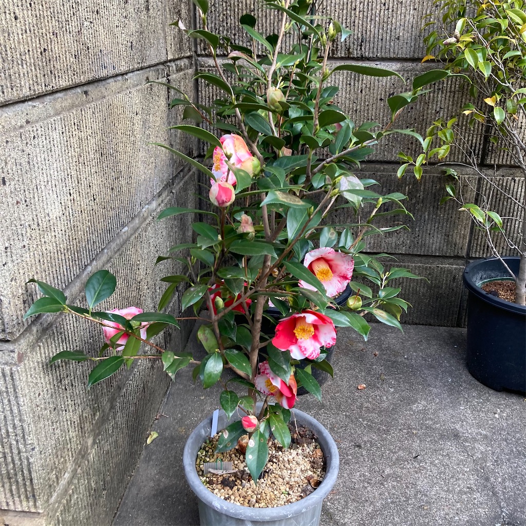 f:id:rotling:20210315082937j:image