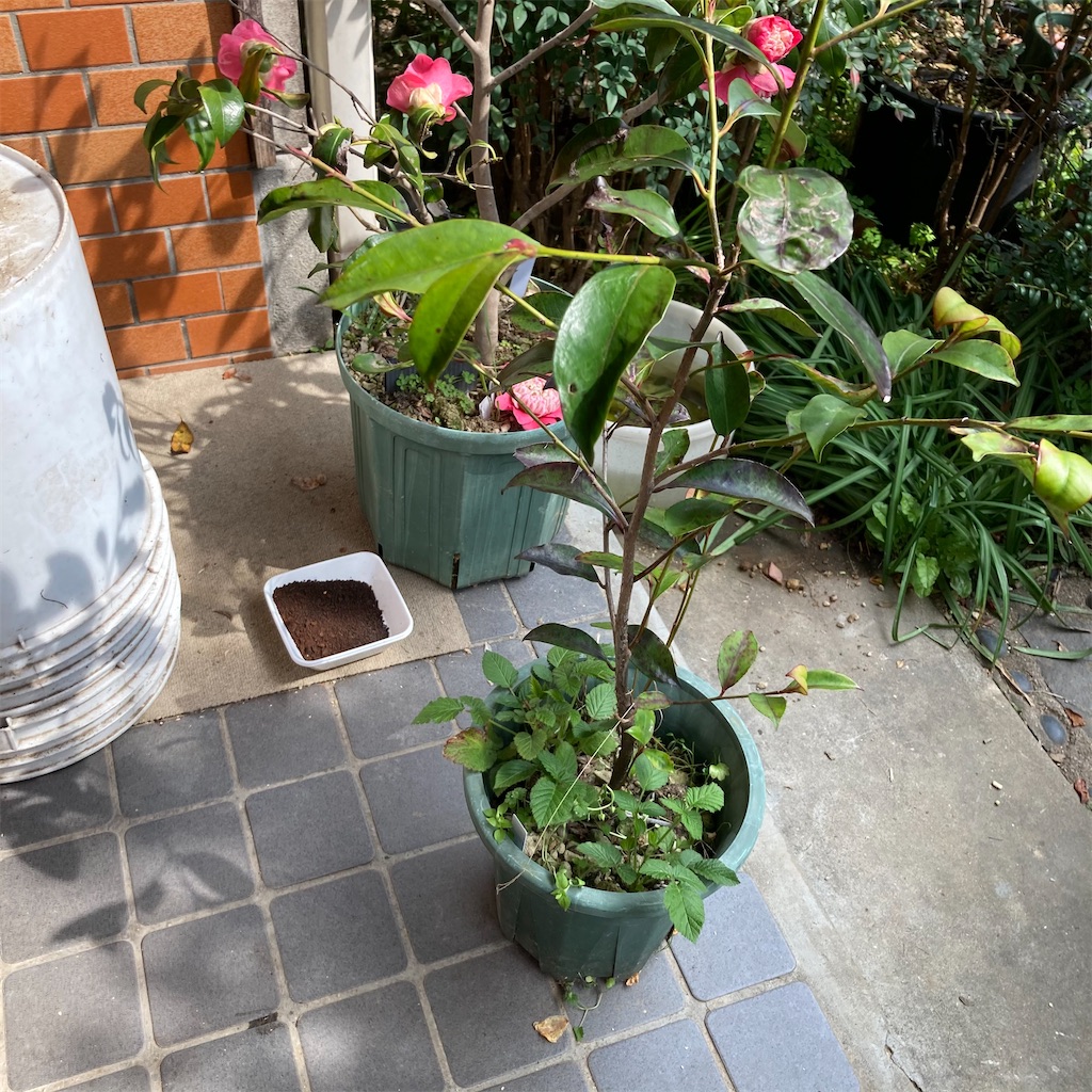 f:id:rotling:20210315133353j:image