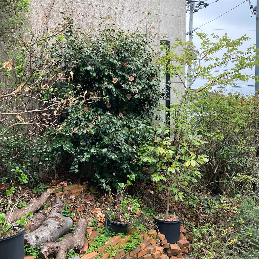 f:id:rotling:20210316121340j:image