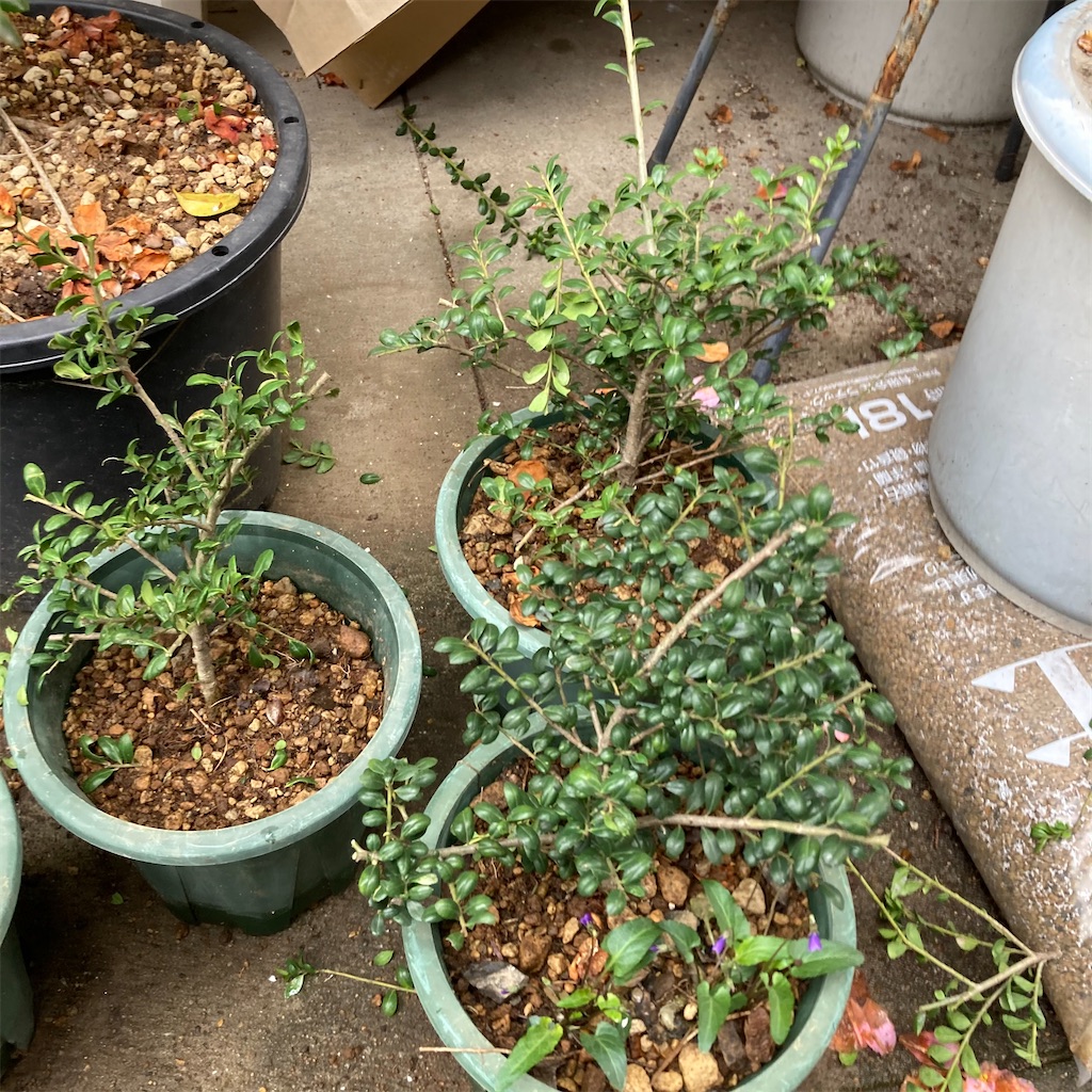 f:id:rotling:20210317092810j:image