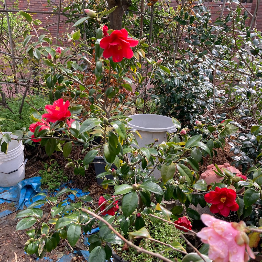 f:id:rotling:20210317095734j:image