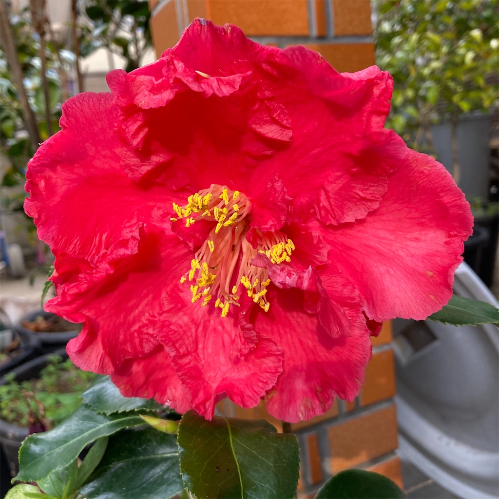 f:id:rotling:20210322083943j:image