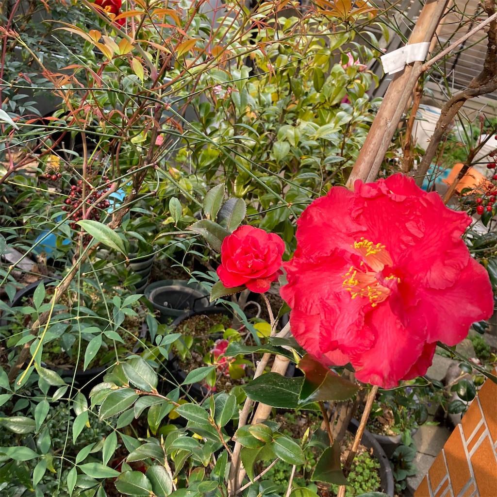 f:id:rotling:20210322083946j:image