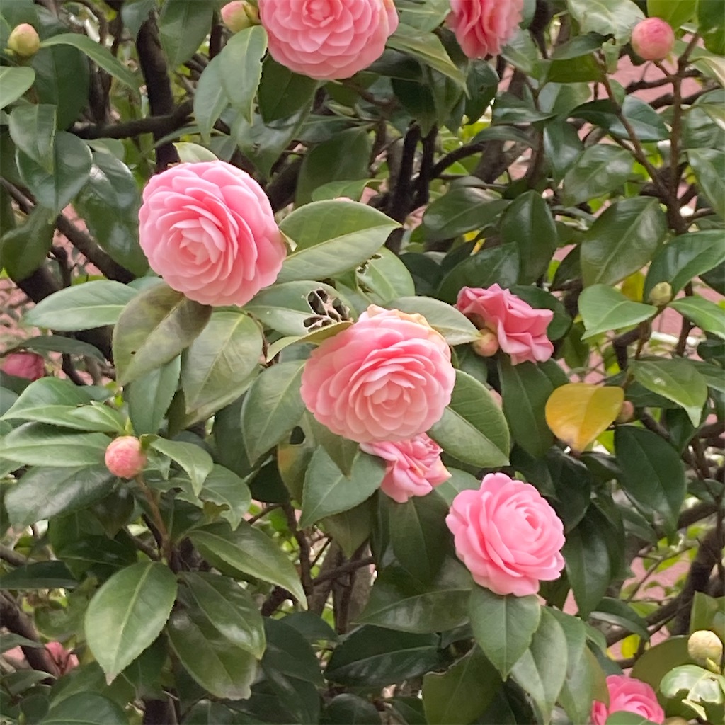 f:id:rotling:20210322084406j:image