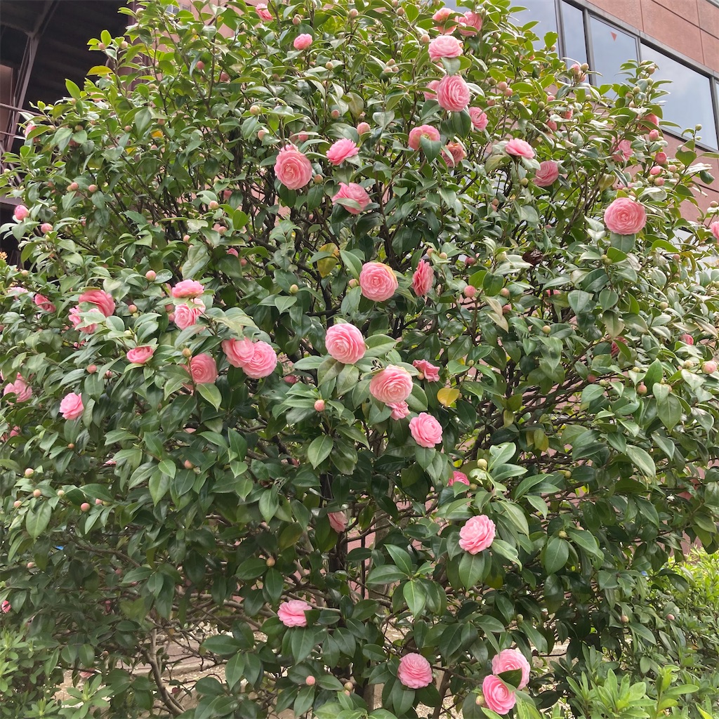 f:id:rotling:20210322084413j:image