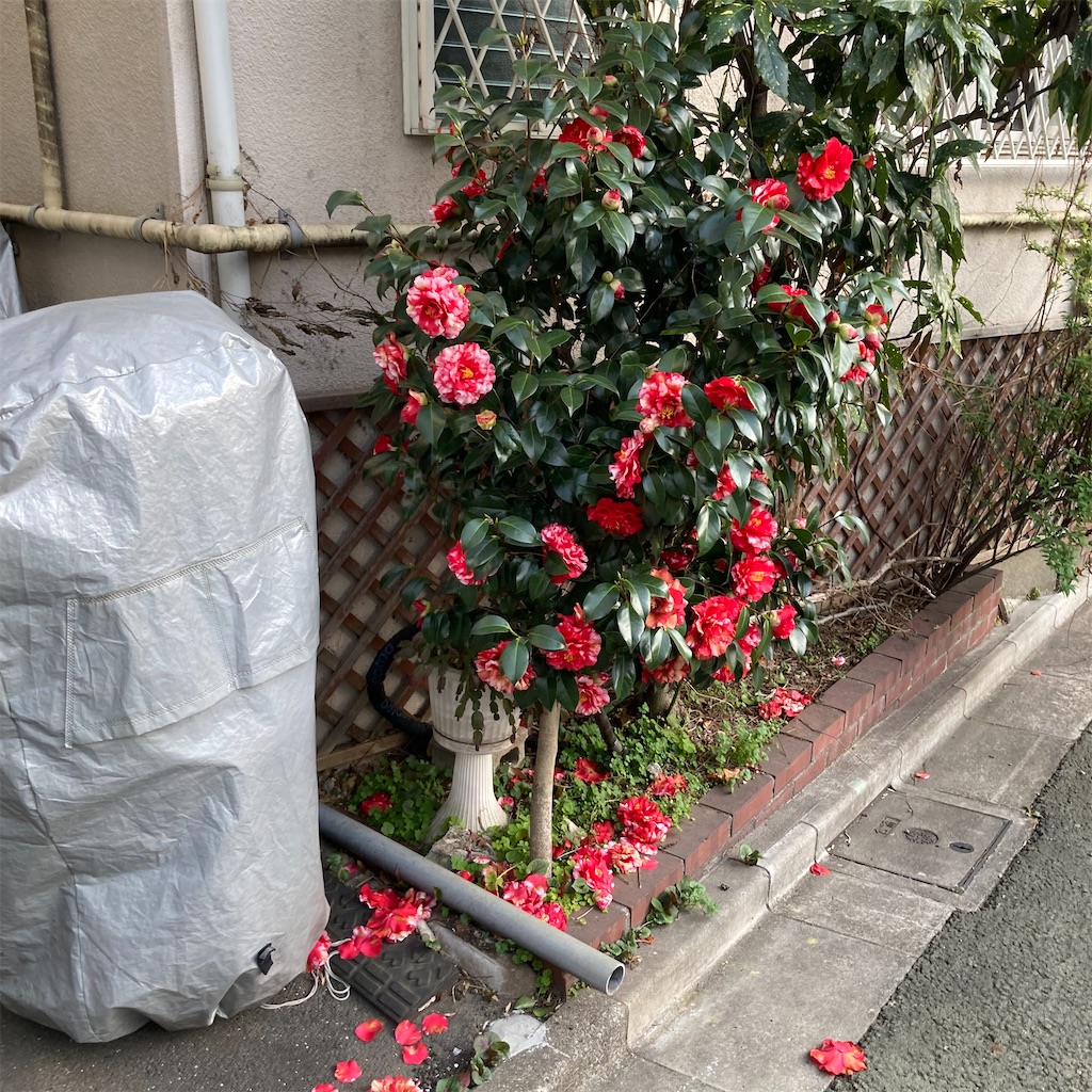 f:id:rotling:20210322124231j:image