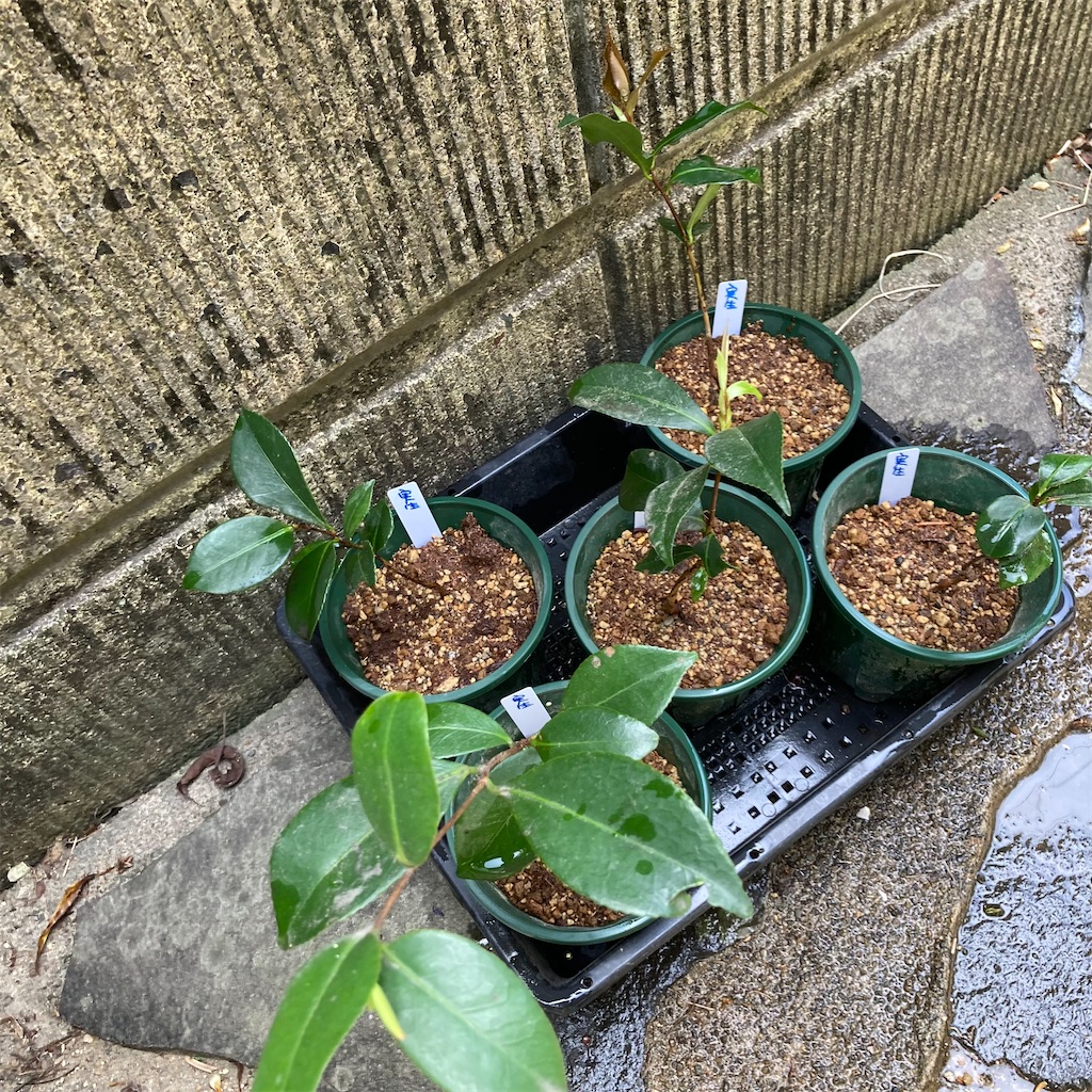 f:id:rotling:20210410123659j:image