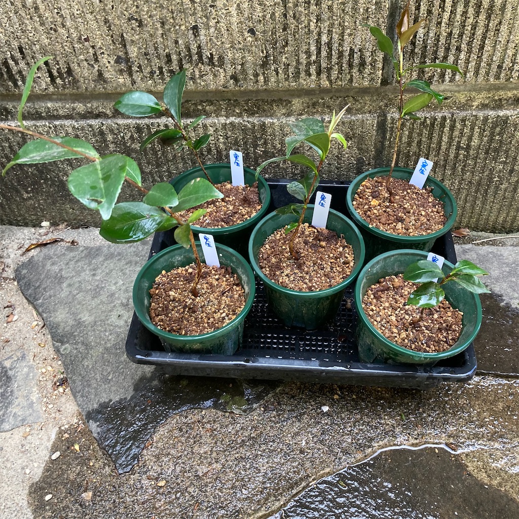 f:id:rotling:20210410123704j:image