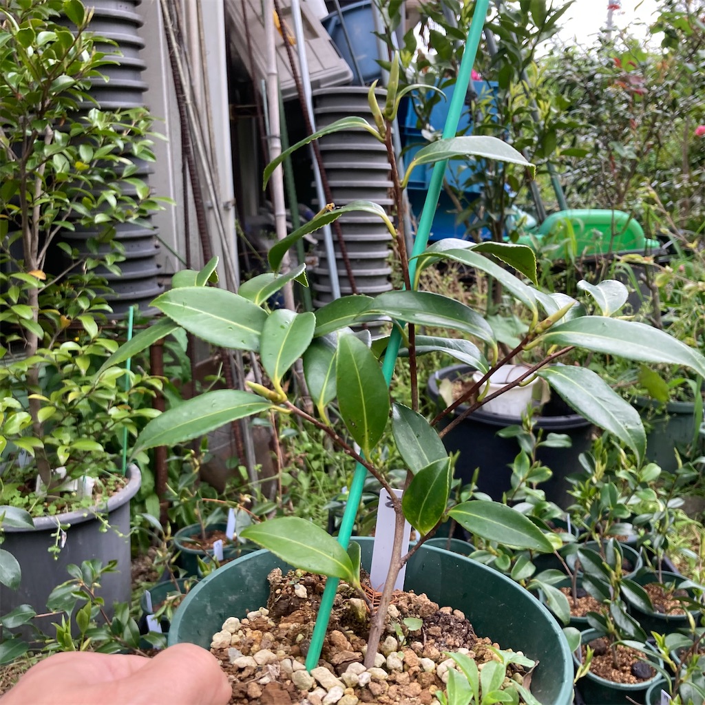 f:id:rotling:20210412144202j:image