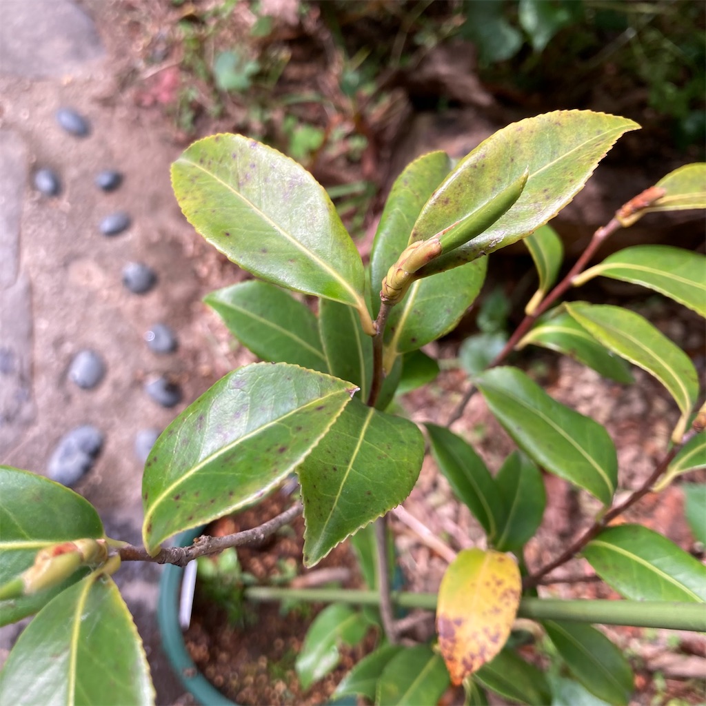 f:id:rotling:20210423085911j:image