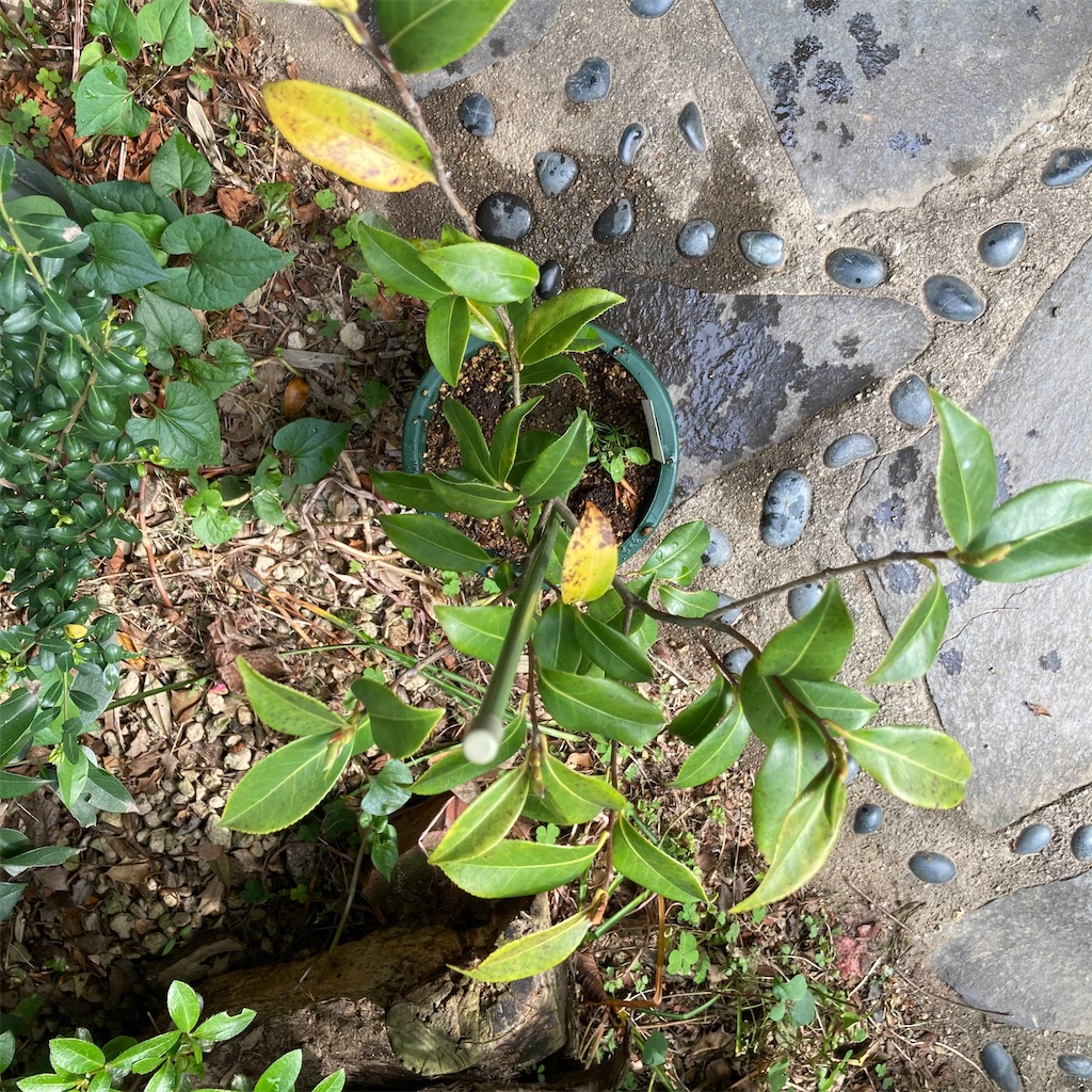 f:id:rotling:20210423085918j:image