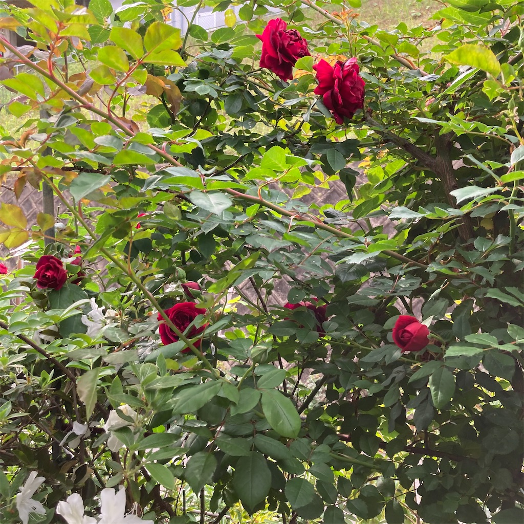 f:id:rotling:20210423090240j:image
