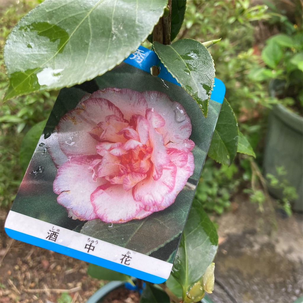 f:id:rotling:20210423171434j:image