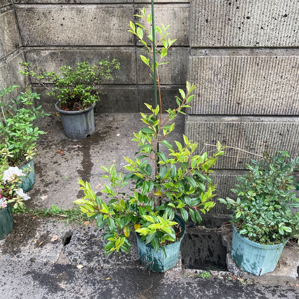 f:id:rotling:20210424073850j:image