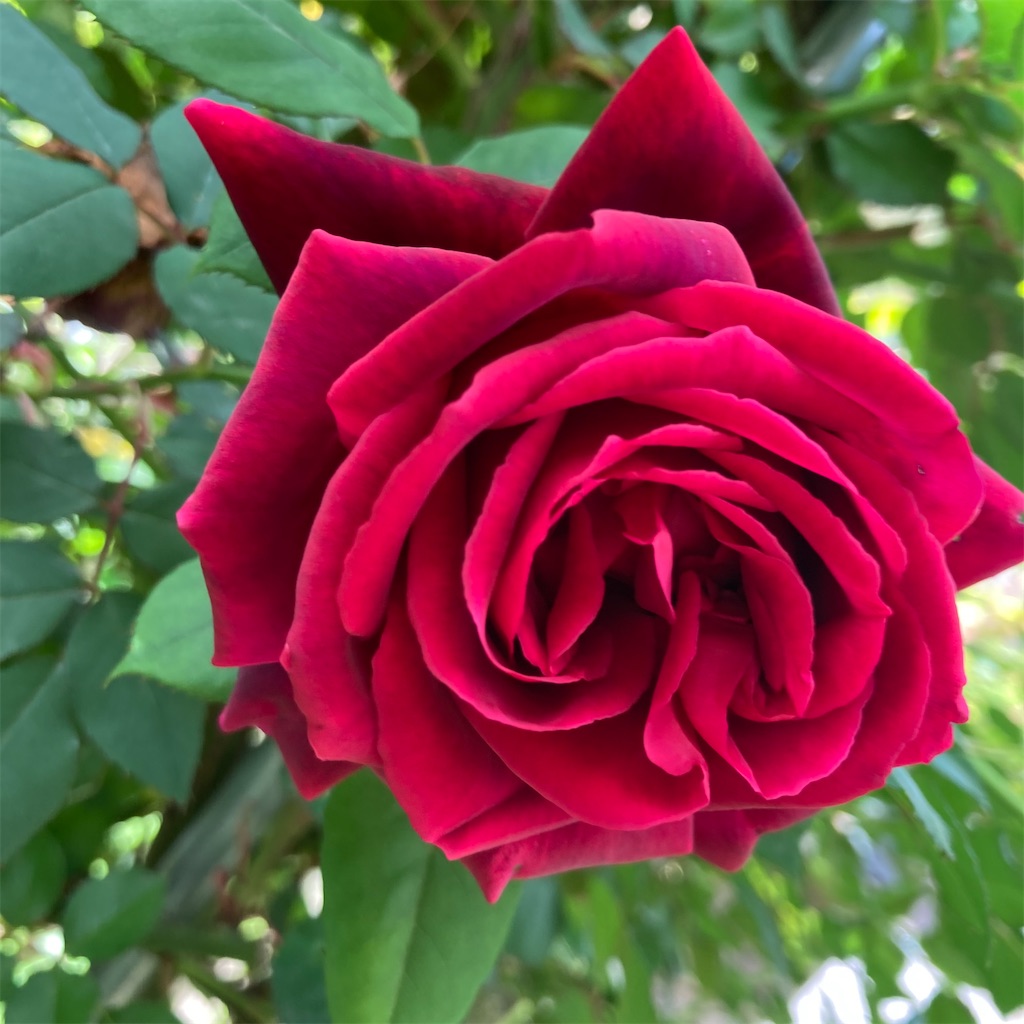 f:id:rotling:20210424130551j:image