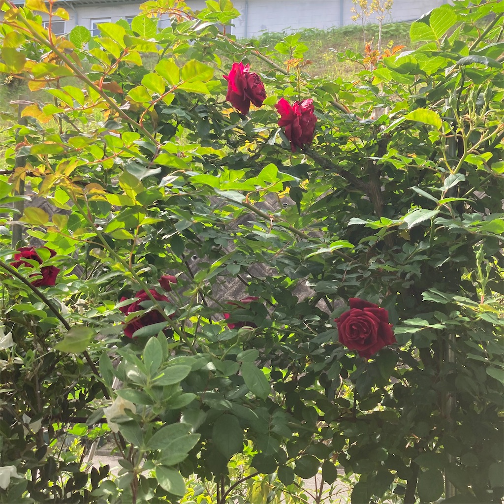 f:id:rotling:20210424130556j:image