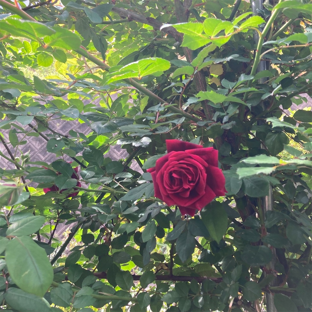 f:id:rotling:20210424130607j:image