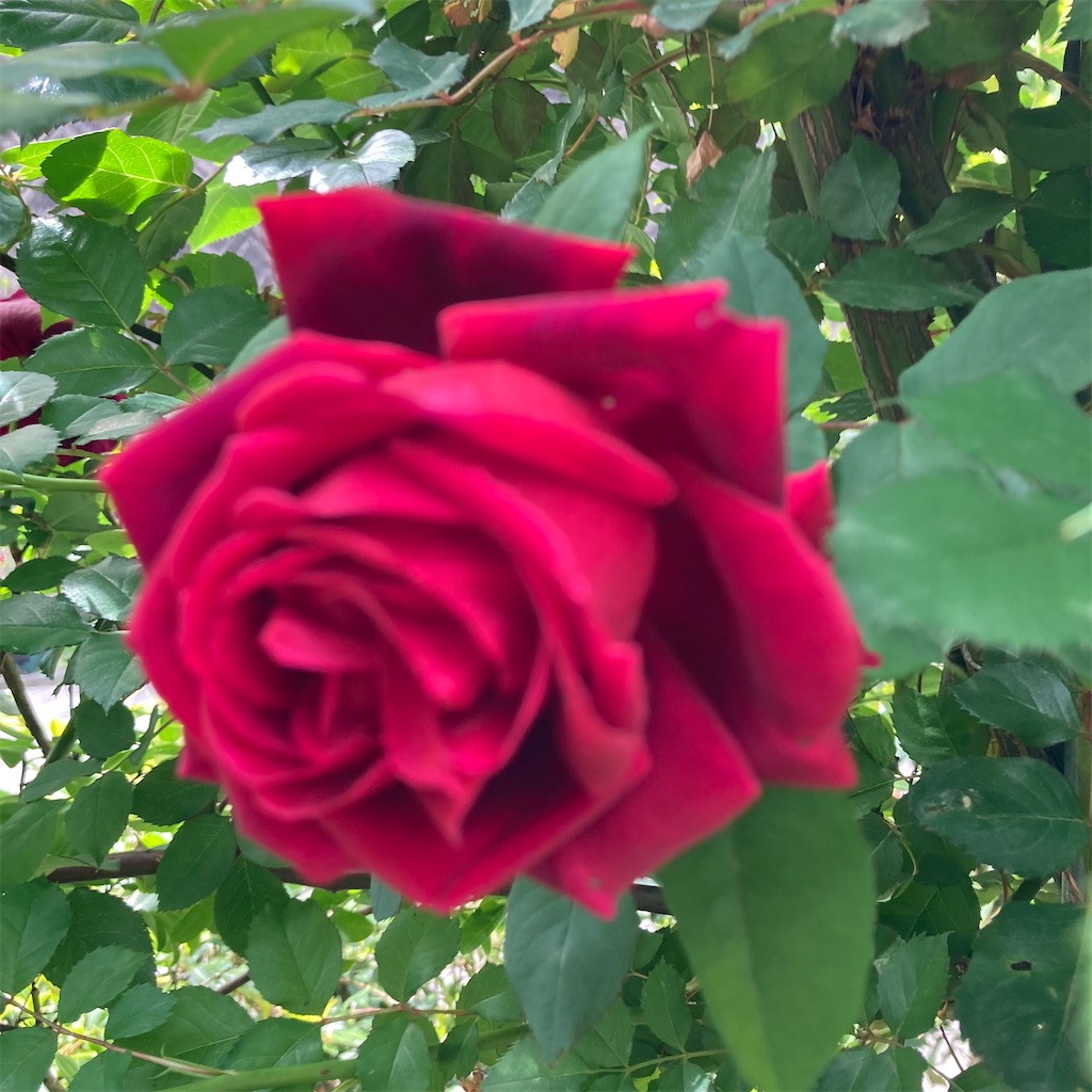 f:id:rotling:20210424130612j:image