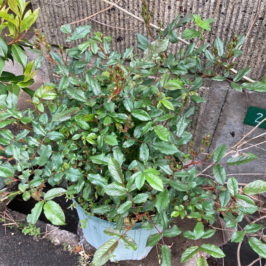 f:id:rotling:20210424220201j:image