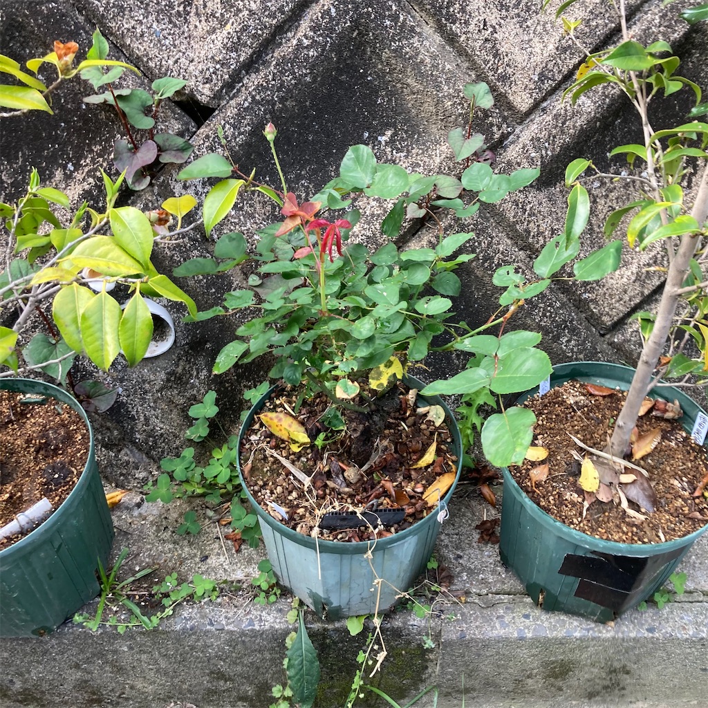 f:id:rotling:20210424220205j:image