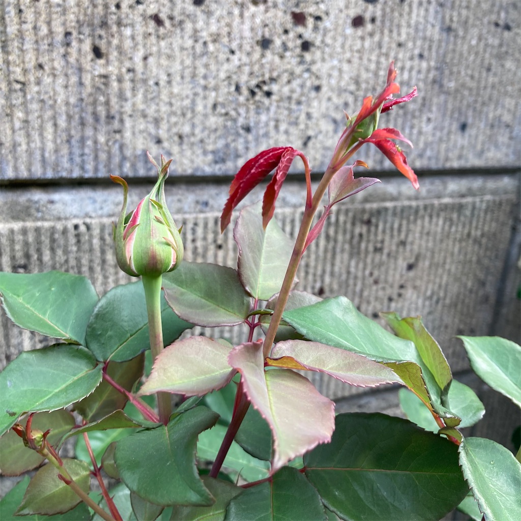 f:id:rotling:20210424220212j:image