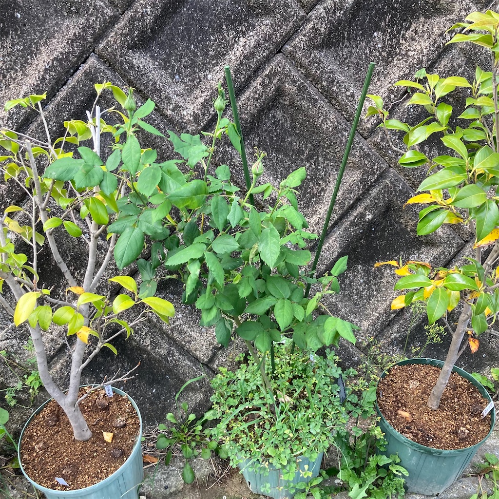 f:id:rotling:20210424220225j:image