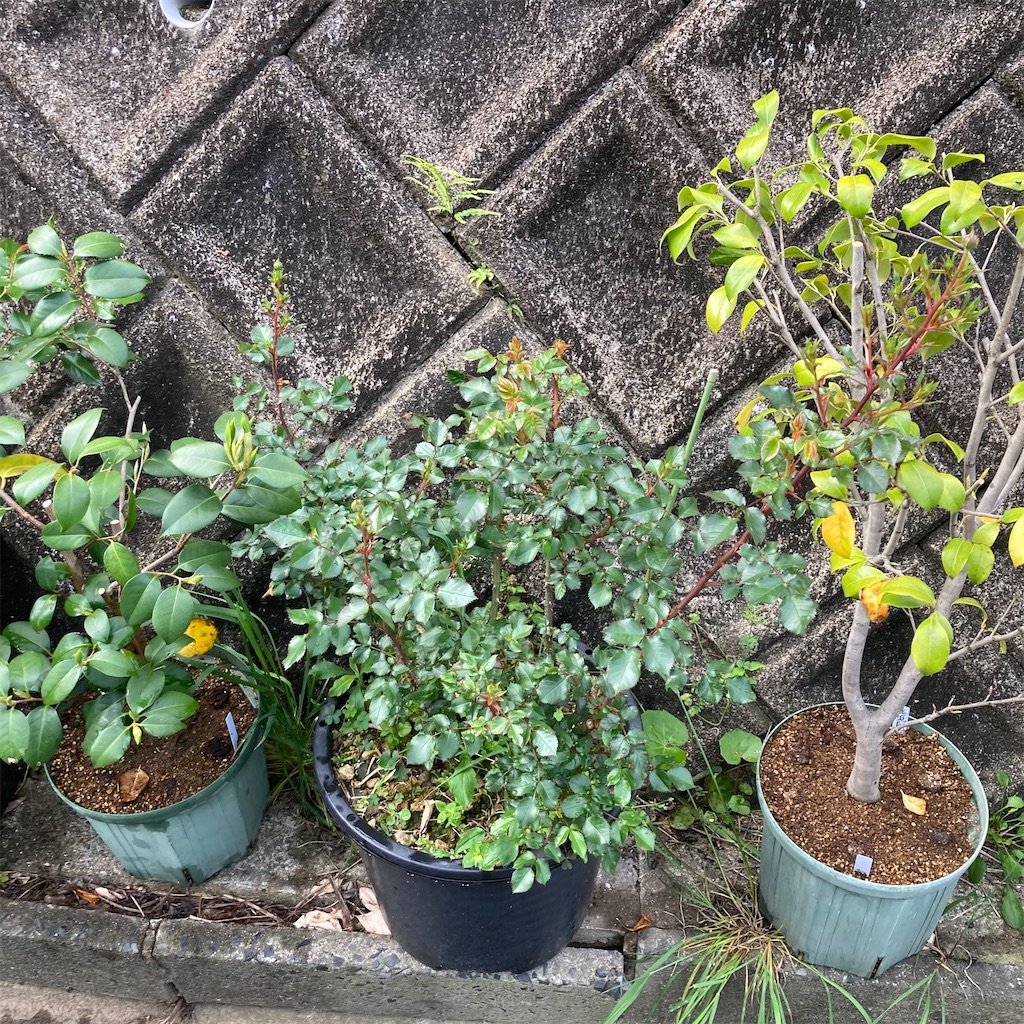 f:id:rotling:20210424220228j:image