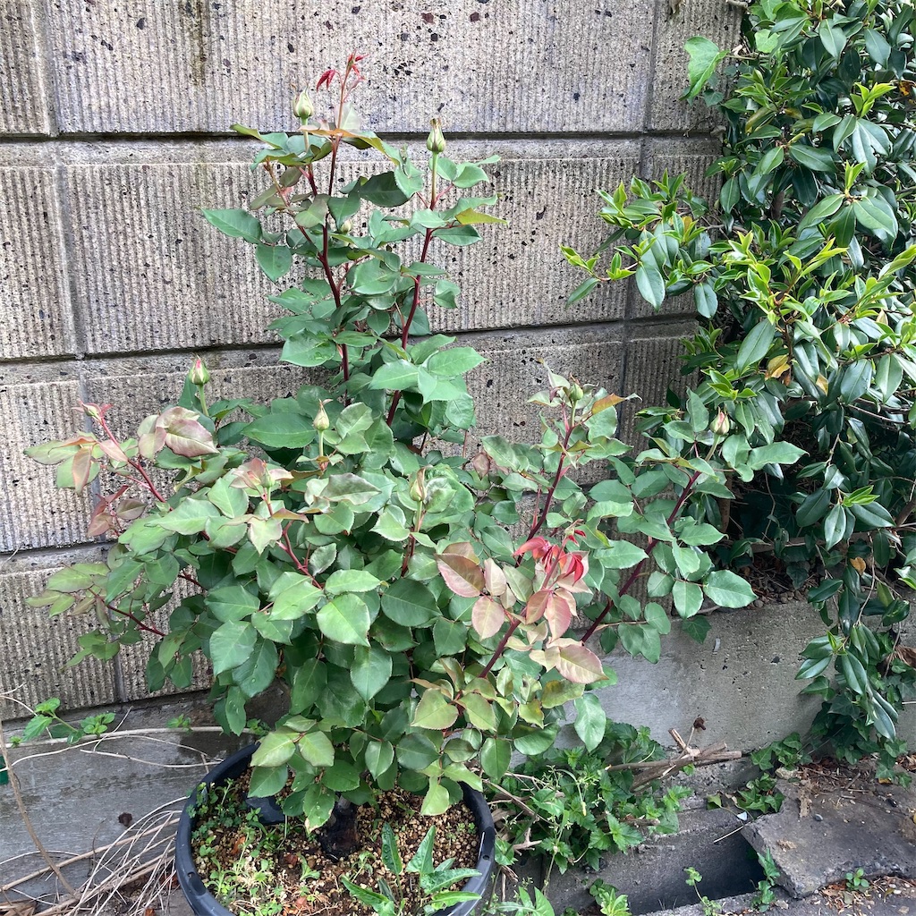 f:id:rotling:20210424220233j:image