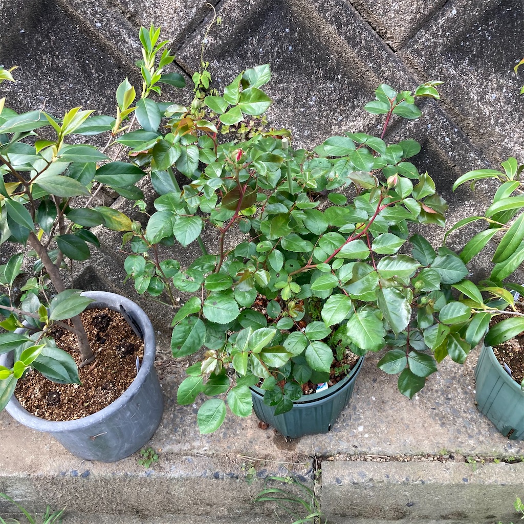 f:id:rotling:20210424220236j:image