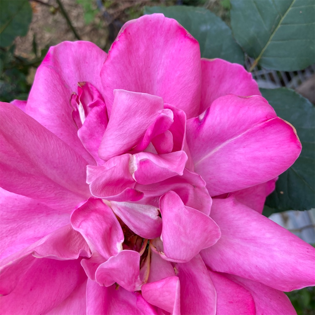 f:id:rotling:20210425130912j:image