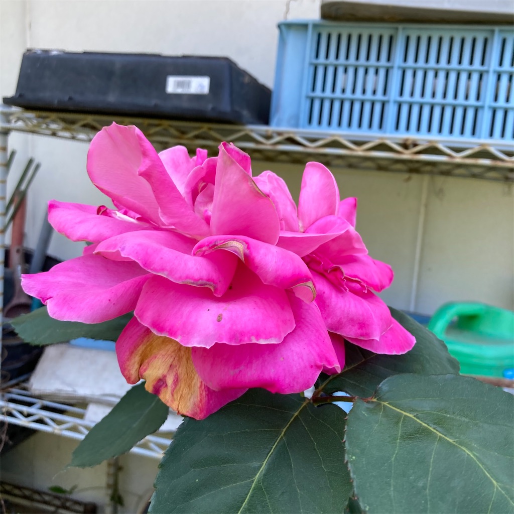 f:id:rotling:20210425130916j:image