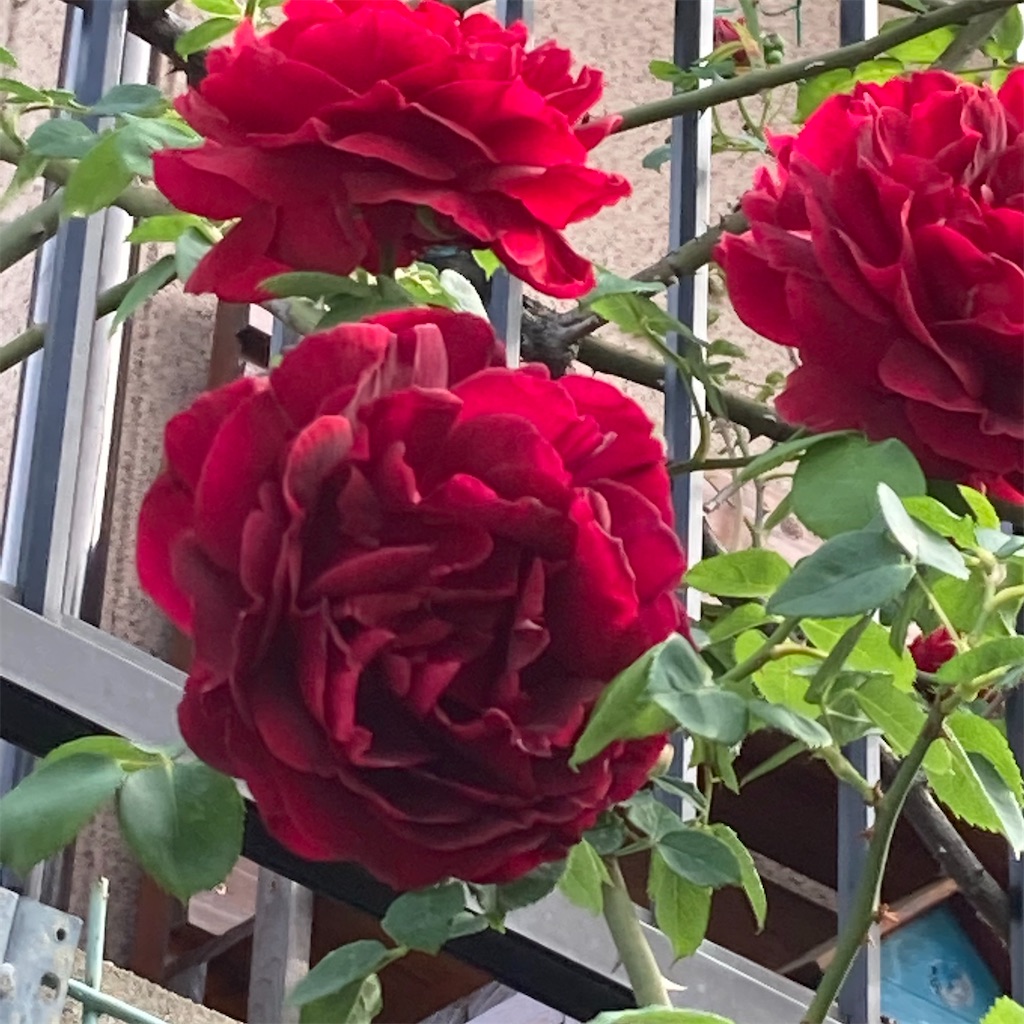 f:id:rotling:20210427100942j:image