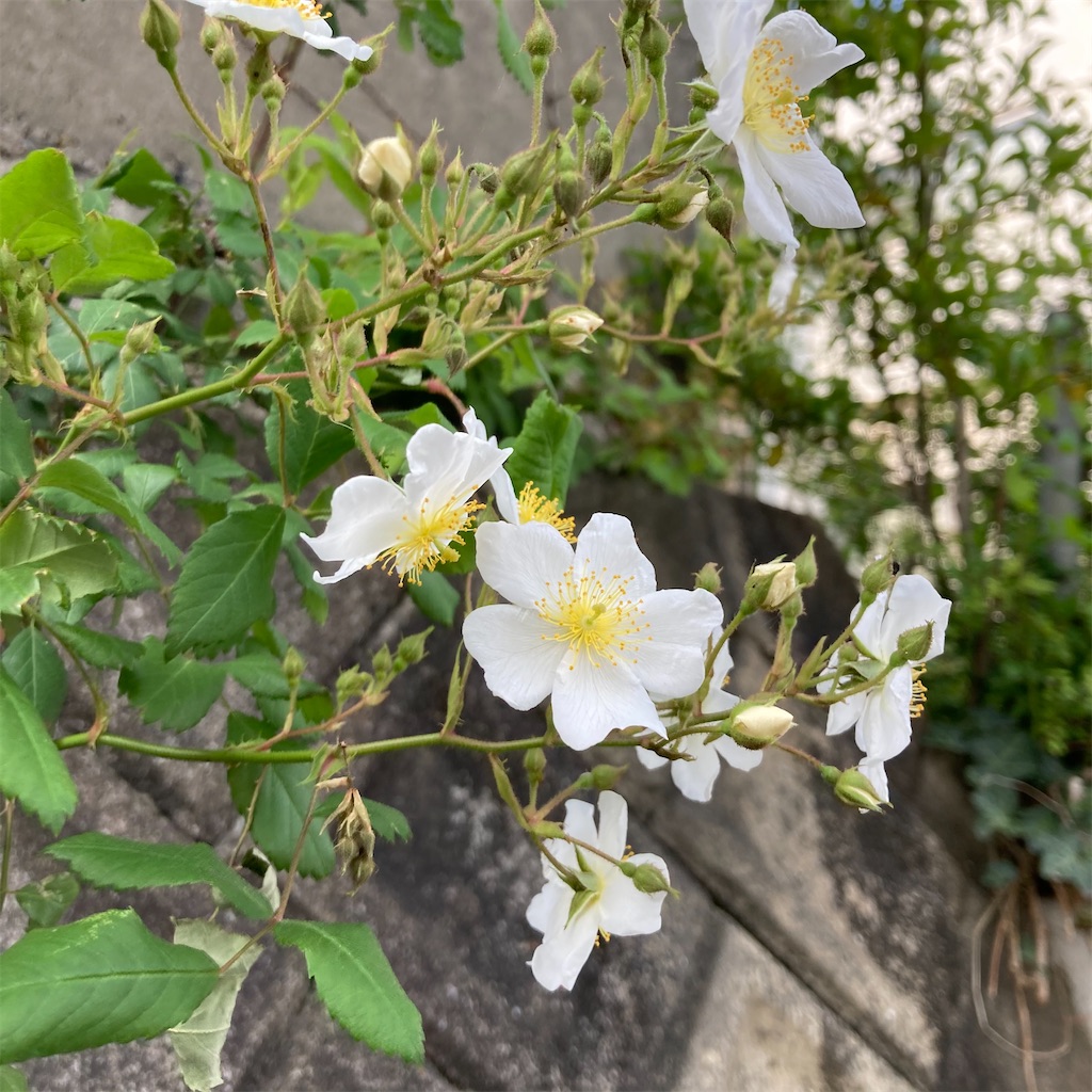 f:id:rotling:20210427101127j:image