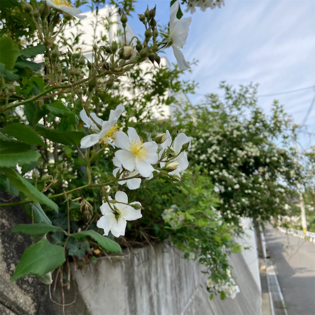f:id:rotling:20210427101133j:image