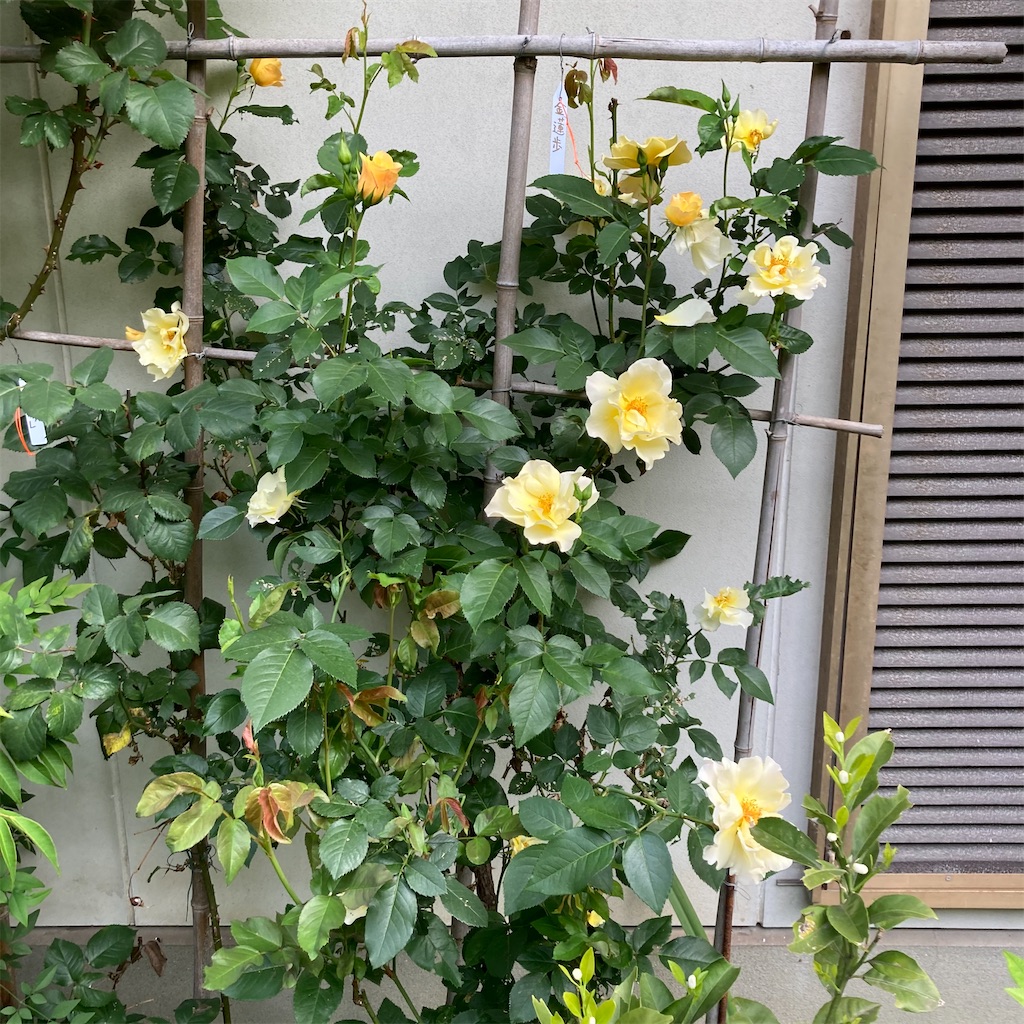 f:id:rotling:20210427102351j:image