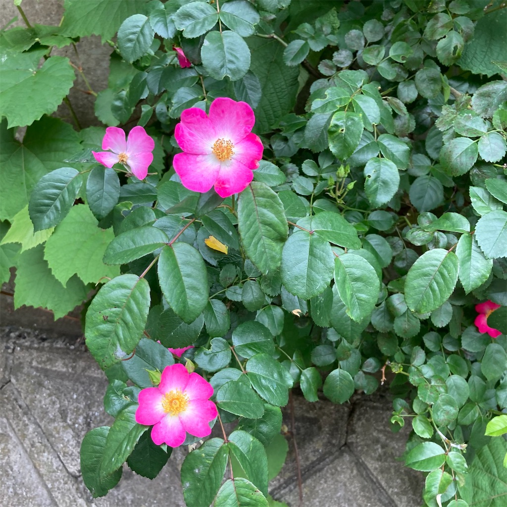 f:id:rotling:20210428120251j:image