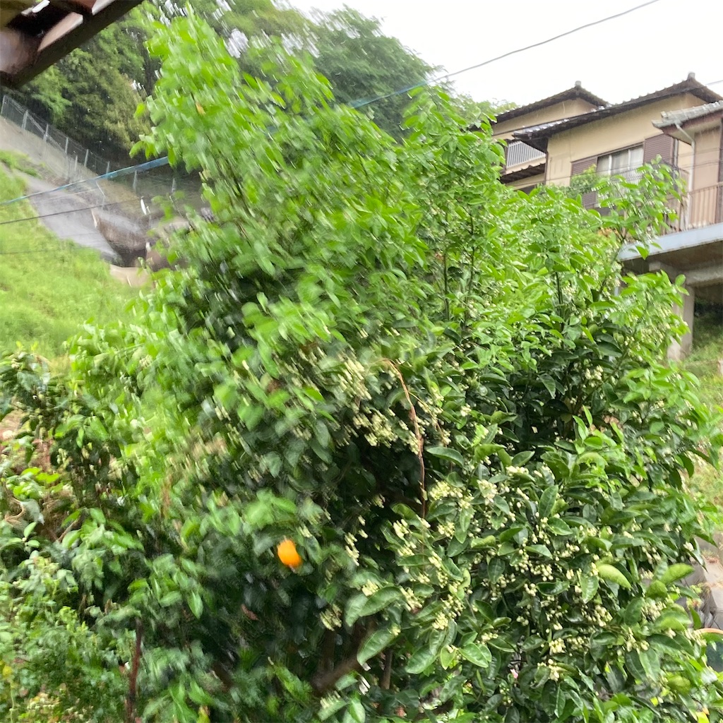 f:id:rotling:20210429075316j:image